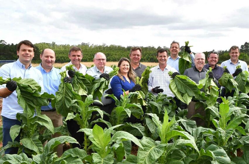  Stakeholders Mark Start of Brazilian Tobacco Harvest