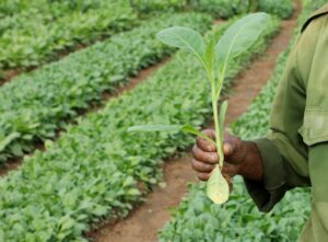 Young tobacco plant